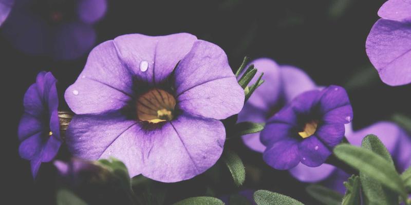 日本折纸艺术：方形纸张的几何与哲学